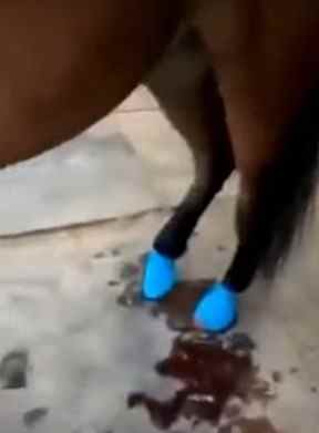 Les enquêteurs ont besoin d'aide pour identifier une femme vue dans une vidéo en ligne abusant d'un cheval dans le comté de Northumberland.