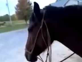 Les enquêteurs ont besoin d'aide pour identifier une femme vue dans une vidéo en ligne abusant d'un cheval dans le comté de Northumberland.