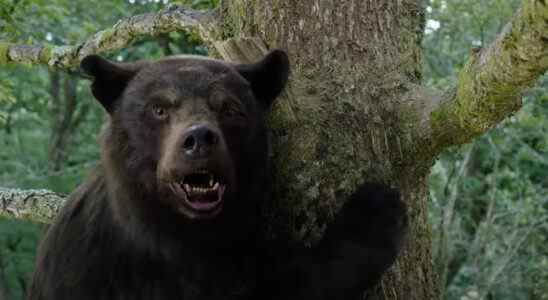 Bande-annonce "Cocaine Bear" : un animal alimenté par la drogue se déchaîne dans un thriller réel Le plus populaire doit être lu