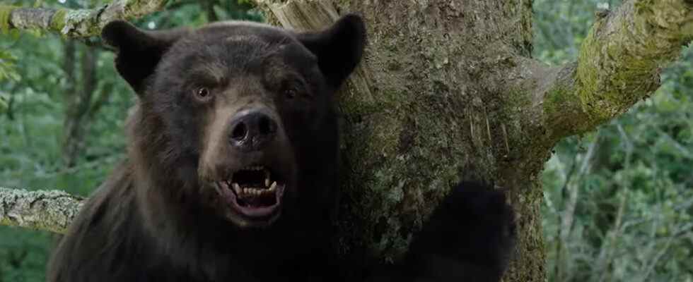 Bande-annonce "Cocaine Bear" : un animal alimenté par la drogue se déchaîne dans un thriller réel Le plus populaire doit être lu