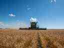 Un agriculteur récolte du blé dans une ferme de la Saskatchewan.