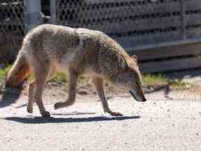 Un coyote traverse un parc industriel à Edmonton en avril 2021.