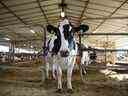 Vaches dans une ferme laitière à Caledon, en Ontario. 