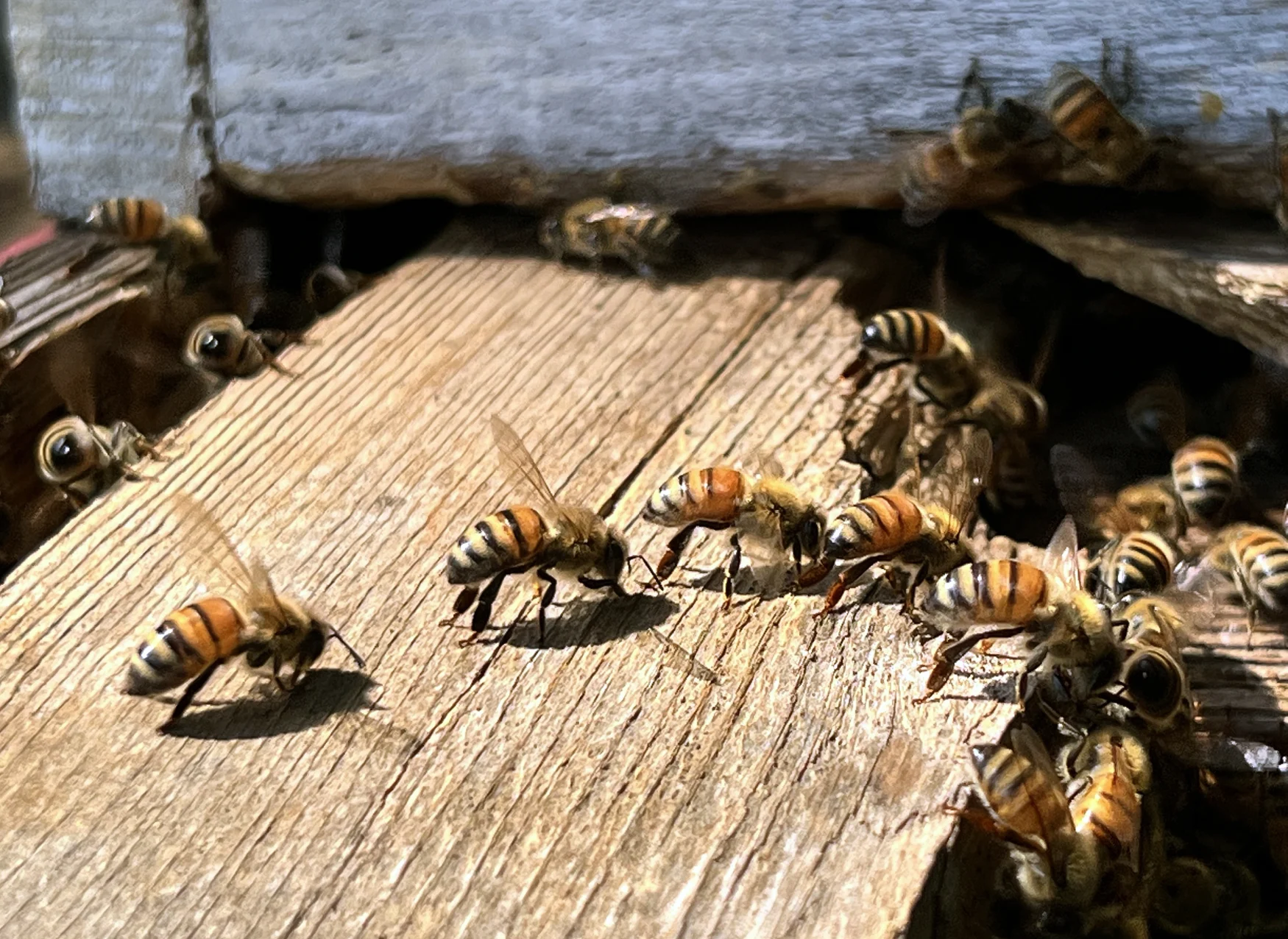 ASHTON, MD - 26 AOÛT : des abeilles à l'entrée de leur ruche dans une ferme à Ashton, Maryland, le 26 août 2022. Beaucoup battent des ailes sauvagement dans un acte qui s'appelle attiser les jours trop chauds.  Les membres de la colonie opèrent à l'unisson pour maintenir la température dans la ruche aussi proche que possible de 95 degrés.  Les abeilles sont élevées par Brenda Kiessling avec une méthode qui s'appelle 
