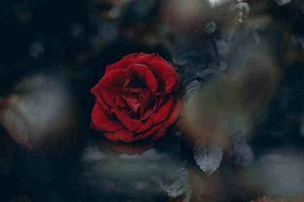 une photo d'une rose rouge sang