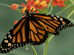 Un papillon monarque se nourrit d'une plante