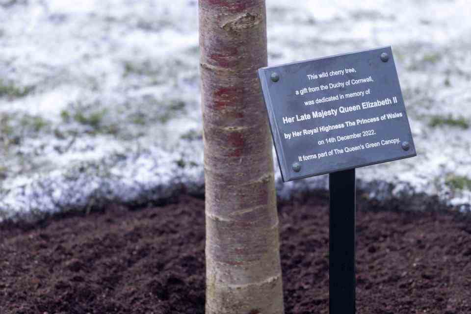 Kate a planté un arbre à la mémoire de la reine à l'abbaye de Westminster (PA)