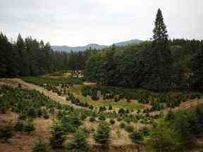 Une parcelle de terrain sur la Sahtlam Tree Farm est vue, dans la région de Cowichan Valley à Duncan, en Colombie-Britannique, le samedi 31 juillet 2021.