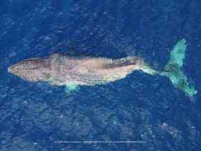 Une baleine à bosse gravement blessée à la colonne vertébrale n'utilise que ses nageoires pectorales pour traverser l'océan Pacifique à la nage sur cette photo aérienne du 1er décembre 2022.