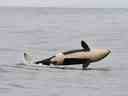 Il a été confirmé qu'un bébé orque né dans la population d'épaulards résidents du sud au printemps était une femelle.
