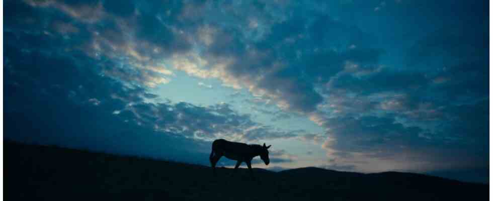 Comment les ânes dans 'EO' ont appris au réalisateur Jerzy Skolimowski à être humble et ouvert d'esprit