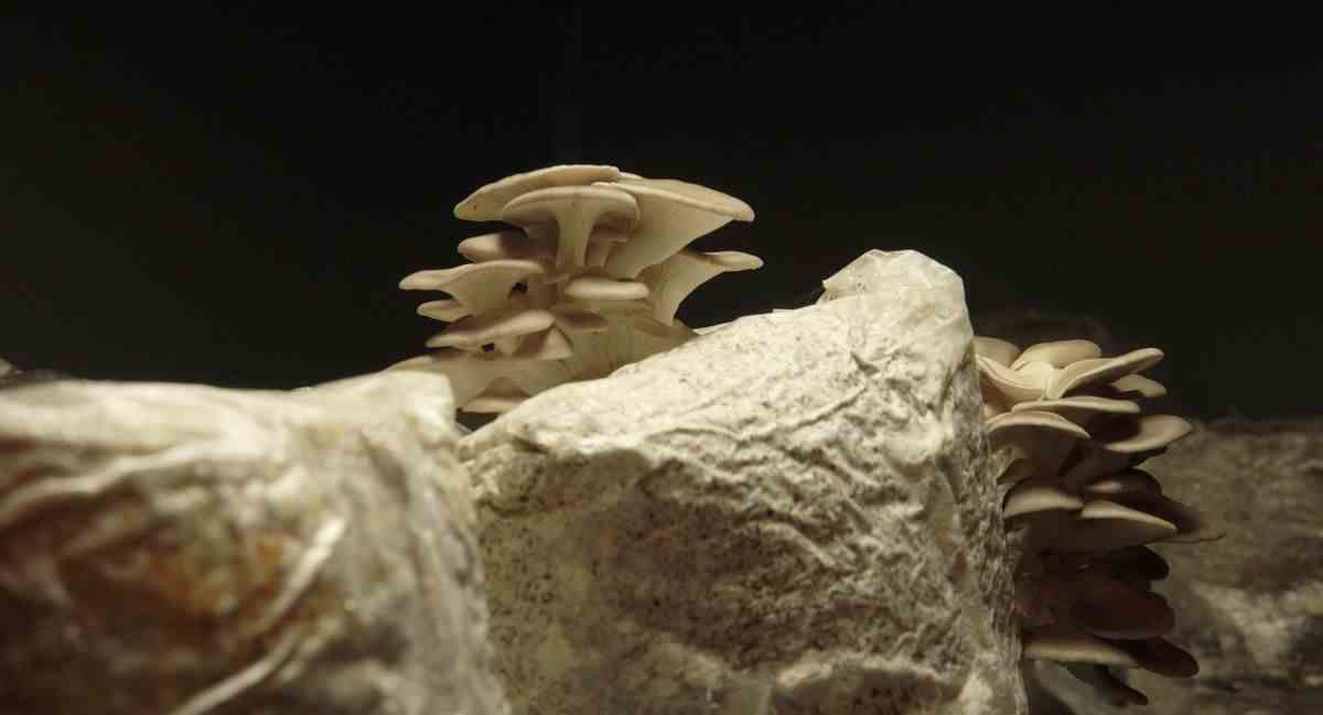 Une image de champignons blancs et beiges dans The Mushroom Speaks.