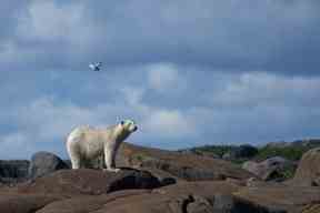 Dans cette photo d'archive prise le 4 août 2022, un ours polaire est attaqué par une sterne arctique défendant son nid, alors qu'il marche sur le rivage pour trouver quelque chose à manger, près de Churchill, Man.