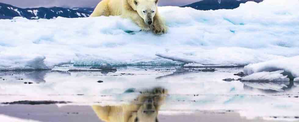 Polar bear lying in the snow looking at its reflection in a frozen lake
