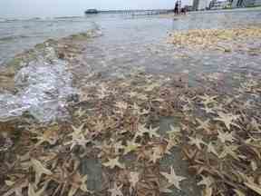 Des milliers de petites étoiles de mer s'échouent à marée basse sur Garden City Beach, Caroline du Sud, le lundi 29 juin 2020.