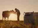 La silhouette d'un agriculteur, se tient près d'une vache.  Bidons de lait au premier plan.