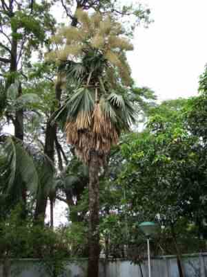 Le dernier palmier Tali connu à l'état sauvage.