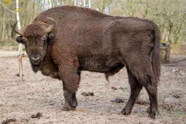De retour du bord du gouffre : Bison d'Europe sauvage en Allemagne.