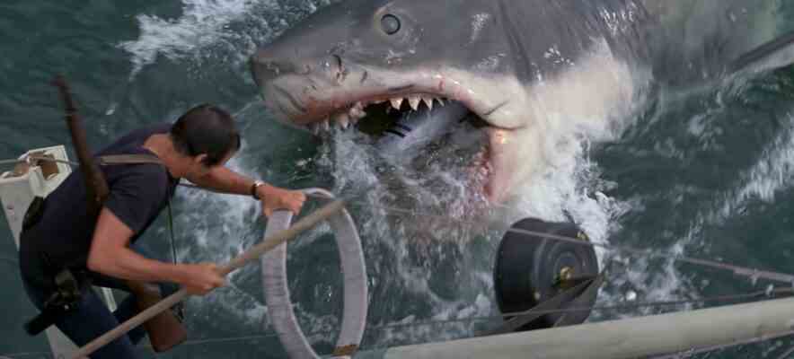 Le directeur de Cocaine Bear commente le film potentiel sur les requins "Jaws With Cocaine"