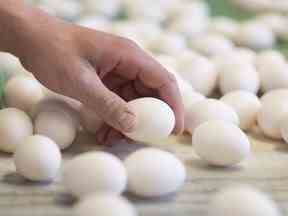 Les œufs sont triés dans une ferme d'œufs à West Lincoln, en Ontario, le lundi 7 mars 2016. L'industrie canadienne des œufs sous gestion de l'offre émerge tranquillement comme une aubaine pour les consommateurs canadiens alors que d'autres pays sont aux prises avec des pénuries massives d'œufs, le rationnement et la flambée des prix.