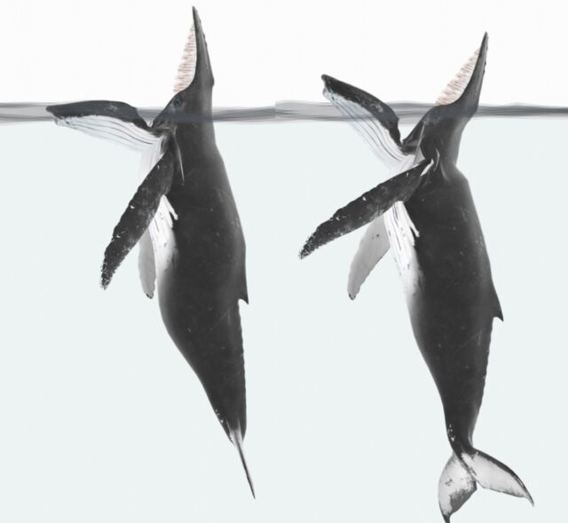 Schéma de baleines à bosse engagées dans l'alimentation au piège, avec une mâchoire soit au ras de la ligne de flottaison, soit élevée à une hauteur similaire à la tribune.