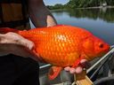 L'un des nombreux grands poissons rouges tirés du lac Keller, dans le Minnesota, aux États-Unis