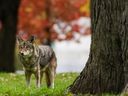Un coyote se promène dans le parc Coronation à Toronto le mercredi 3 novembre 2021. Plusieurs villes de l'Ontario exhortent les résidents à signaler les tanières de coyotes à proximité des zones résidentielles et à se méfier des animaux car la saison des amours pour les canidés est en cours.