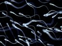Sperme