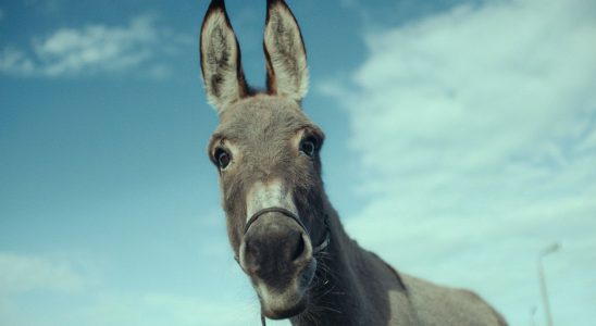 EO nominé aux Oscars 2023 est la preuve que nous avons besoin de plus de perspectives animales dans les films