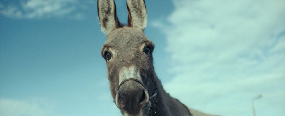EO nominé aux Oscars 2023 est la preuve que nous avons besoin de plus de perspectives animales dans les films