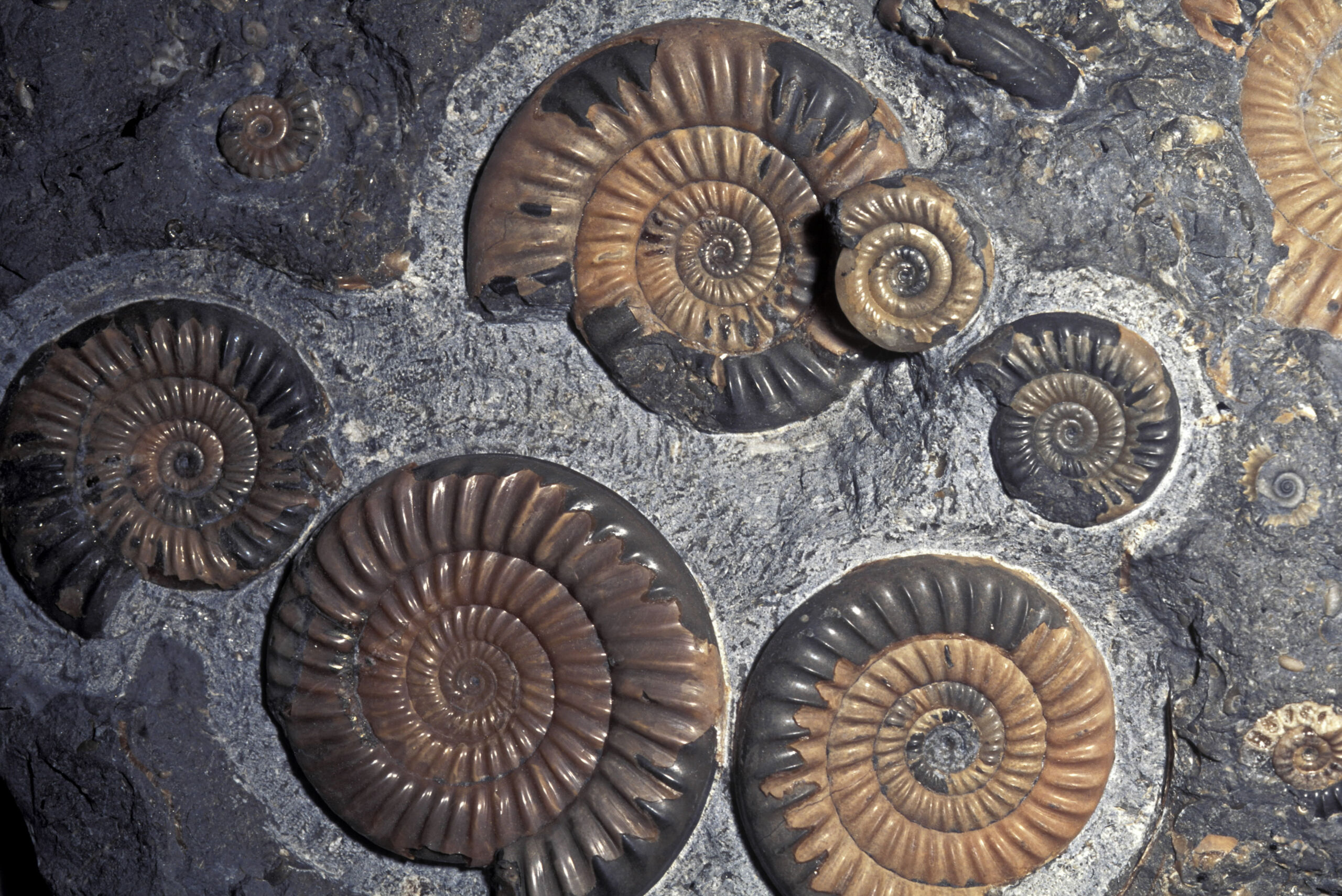 Les ammonites fossiles sont souvent trouvées intactes et non broyées en petits morceaux, comme elles l'étaient sur ce site.