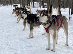 Un certain nombre de chiens husky attendent dans la neige avant de partir pour une aventure en traîneau à chiens à Tanwen Pack à Montpellier, au Québec.  (EDDIE CHAU/Toronto Sun)