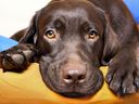 Un labrador chocolat qui, selon la science, vivra environ 16 mois de moins qu'un labrador noir ou jaune.