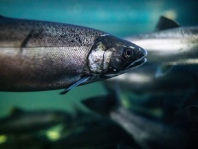 Le saumon coho nage à l'écloserie de la rivière Capilano de Pêches et Océans Canada à North Vancouver le 5 juillet 2019.