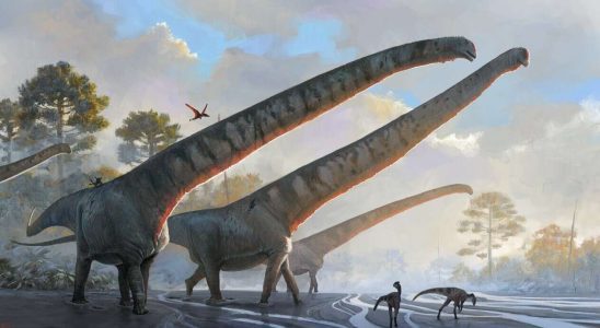 Le plus long cou de dinosaure a un nouveau record