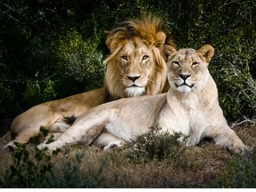 Des lions d'Afrique assis côte à côte sont représentés sur cette photo d'archive.
