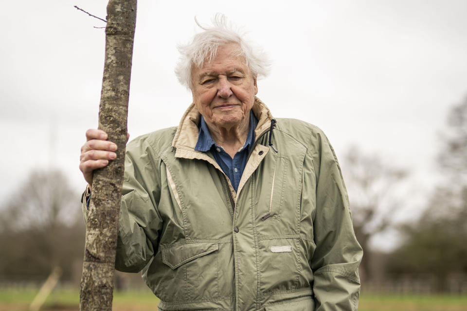 Sir David Attenborough plante un arbre, en l'honneur de la reine Elizabeth II, pour le Queen's Green Canopy à Richmond Park 