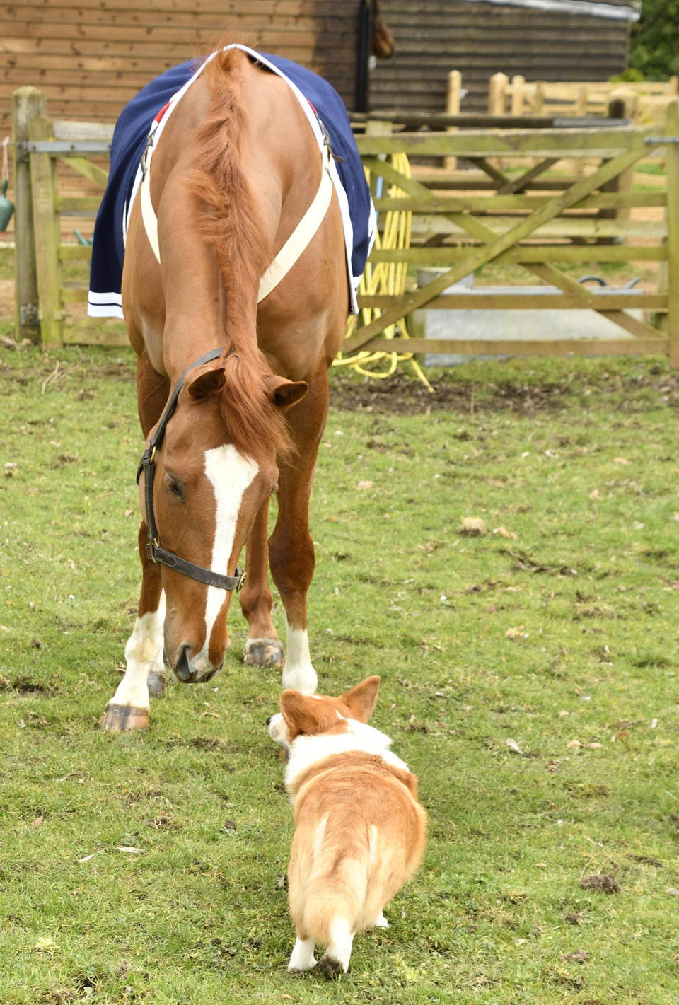 Merci Madame le cheval de course et Sam le Corgi se rencontrent dans le Berkshire (David Morgan/PA)