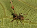 Une fourmi morte infectée par Ophiocordyceps unilateralis.  Le stroma du champignon émerge de l'arrière de la tête de la fourmi et répand ses spores.
