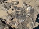 Le gisement d'ossements Pipestone à l'ouest de Grande Prairie abrite des milliers de fossiles de dinosaures. 
