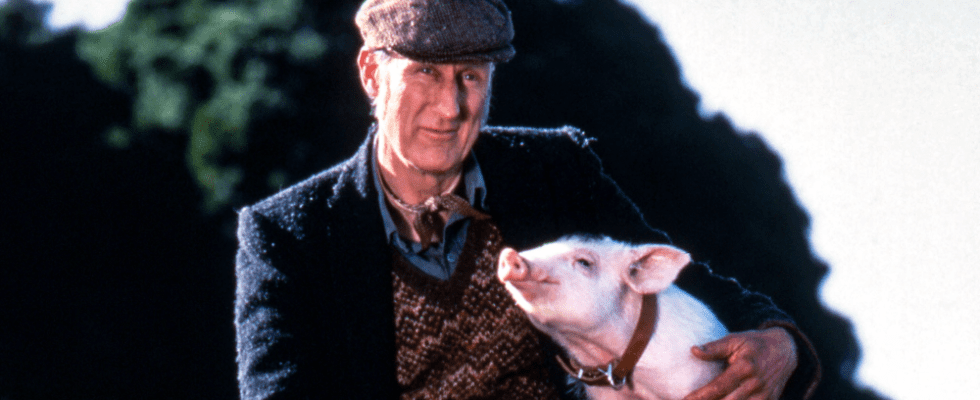 La star de "Babe" James Cromwell aide à sauver un vrai bébé cochon de l'abattage, nomme le bébé porcelet abandonné le plus populaire à lire