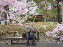 Un homme lit au milieu de cerisiers en fleurs à Tokyo le 22 mars 2021. Rex Murphy recommande de lire le poème d'AE Housman Le plus beau des arbres pour faire une pause dans les inquiétudes de la pandémie.