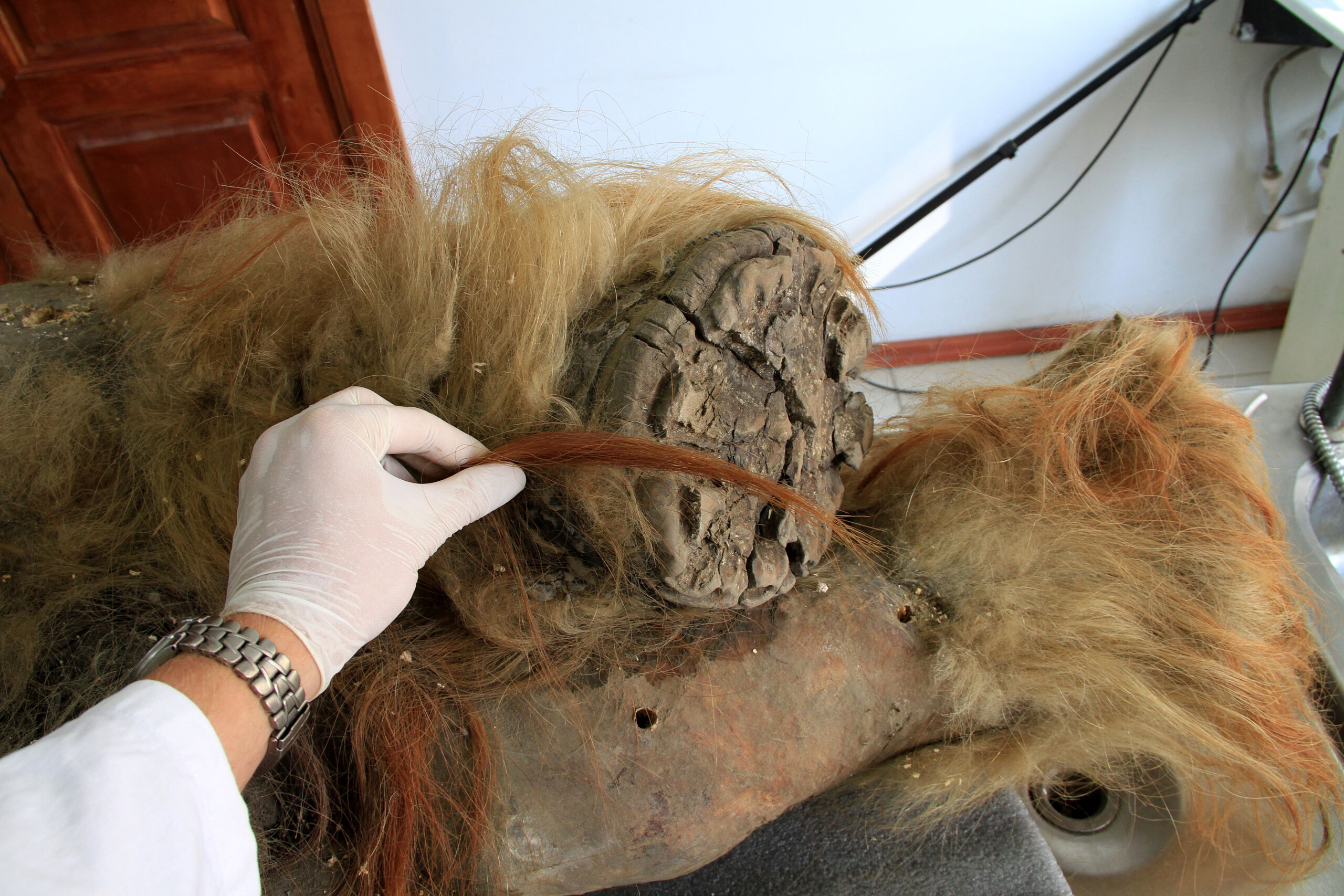 La fourrure distinctive du mammouth peut être le produit de nombreux changements génétiques.