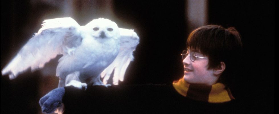 La nouvelle série Harry Potter de HBO devra se battre pour sa pertinence