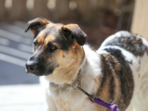 Le chien de sauvetage Polka passe du temps au soleil dans la cour arrière de son parent adoptif à Calgary le samedi 15 avril 2023.