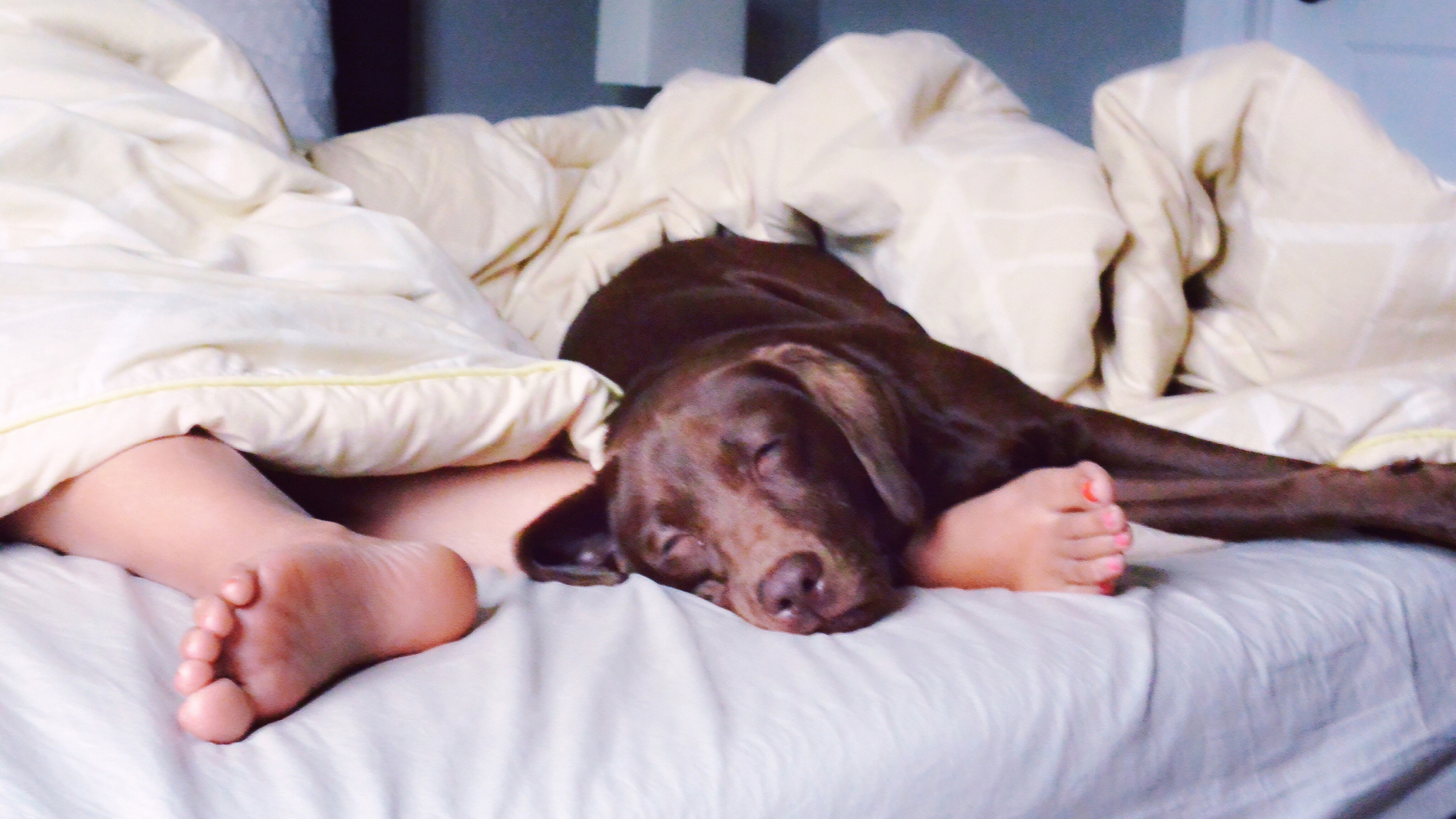 Un chien labrador brun endormi sur un matelas blanc