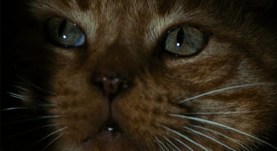 Broken Lizard veut faire un film de science-fiction intitulé Mickleberry The Space Cat [Exclusive]