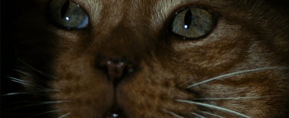 Broken Lizard veut faire un film de science-fiction intitulé Mickleberry The Space Cat [Exclusive]