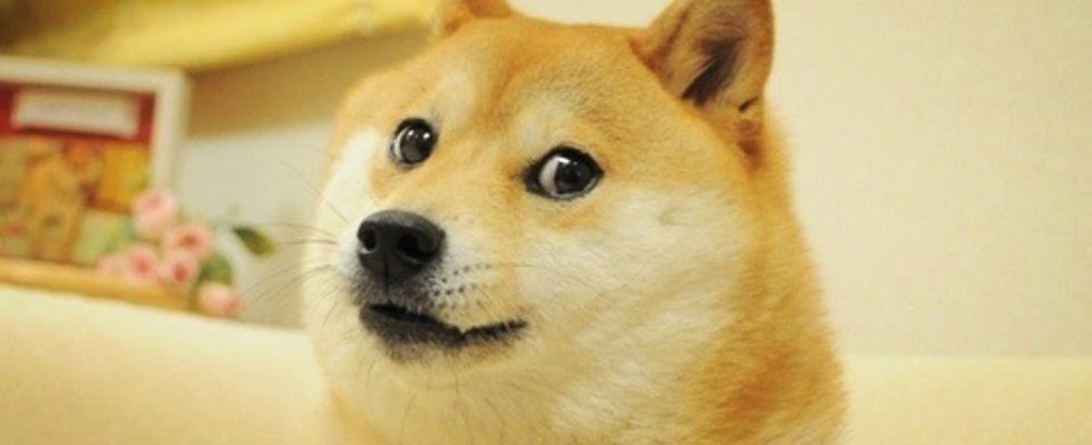 The Shiba Inu dog meme Doge replaced the Twitter logo on desktop and became a loading symbol on mobile: The reason why involves Elon Musk.