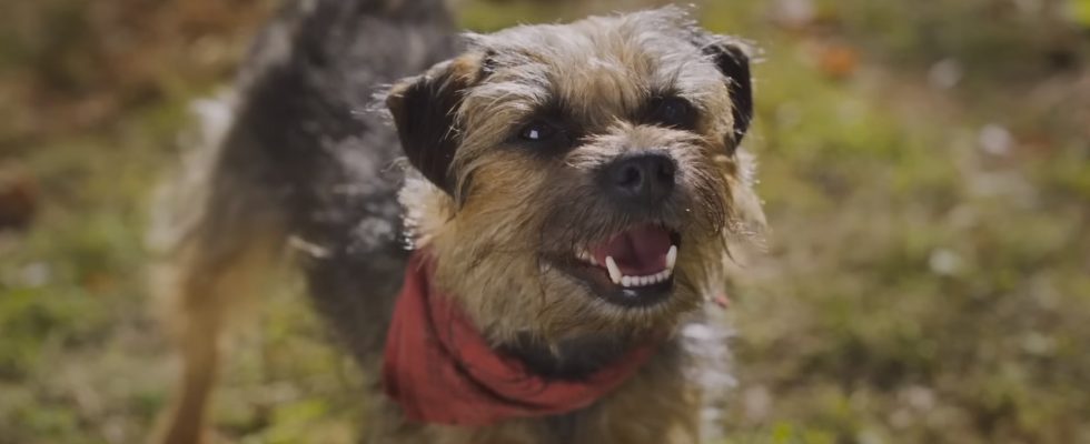 Strays Footage Reaction : Enfin, un film où Will Ferrell joue un chien maudit [CinemaCon 2023]